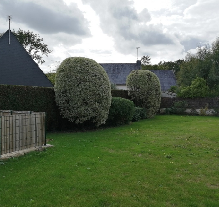 MJ PAYSAGE Paysagiste Vannes Tuya Pittosporum Apres