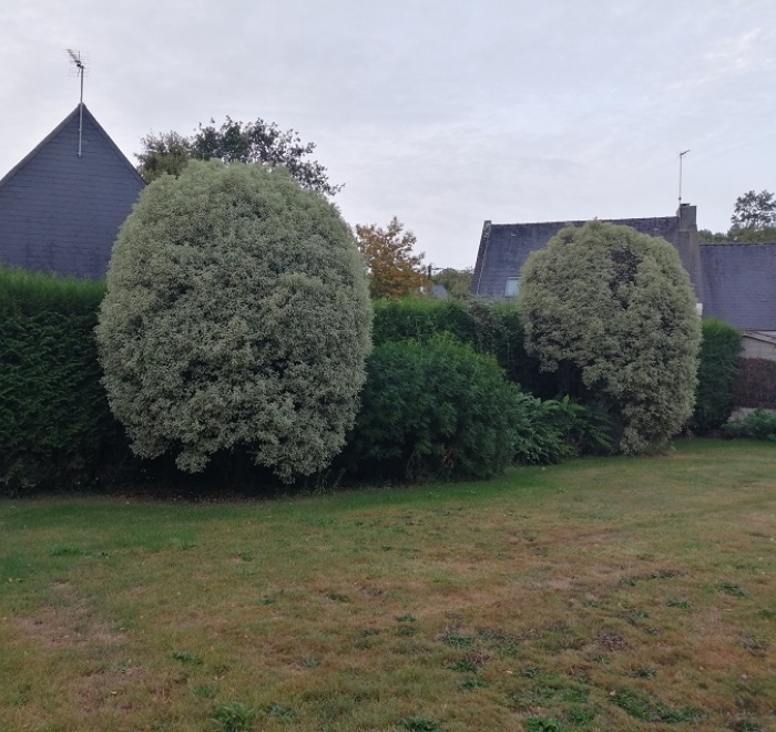 MJ PAYSAGE Paysagiste Vannes Tuya Pittosporum Avant