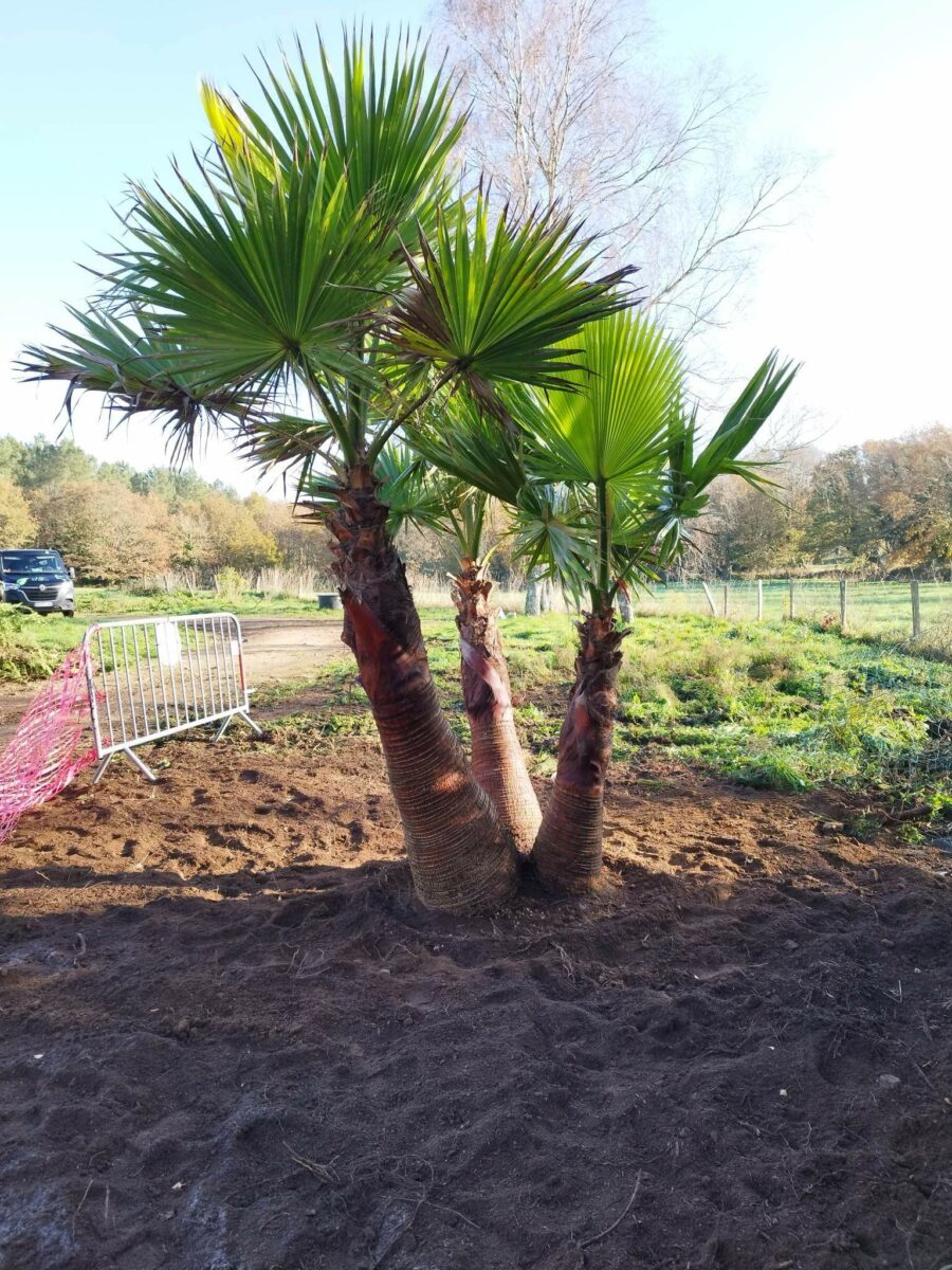 Mj Paysage Paysagiste Vannes Received 686905039500658