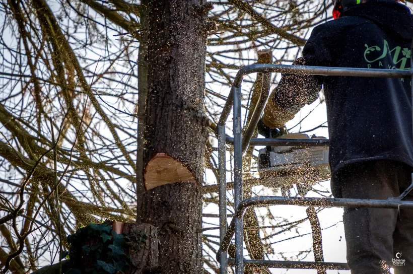 Mj Paysage Paysagiste Vannes ELAGAGE ABATTAGE 1