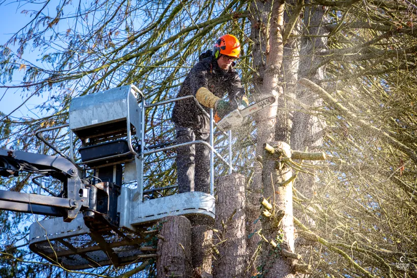 Mj Paysage Paysagiste Vannes ELAGAGE ABATTAGE 2