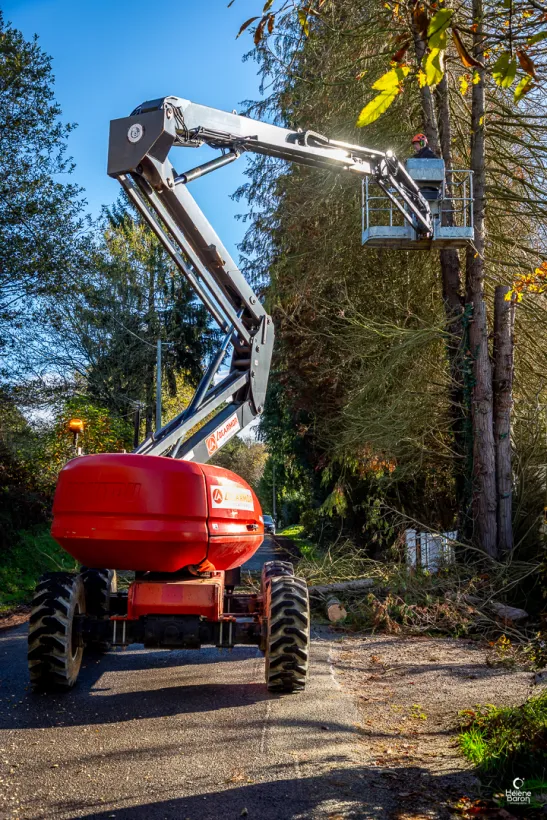 Mj Paysage Paysagiste Vannes ELAGAGE ABATTAGE 3